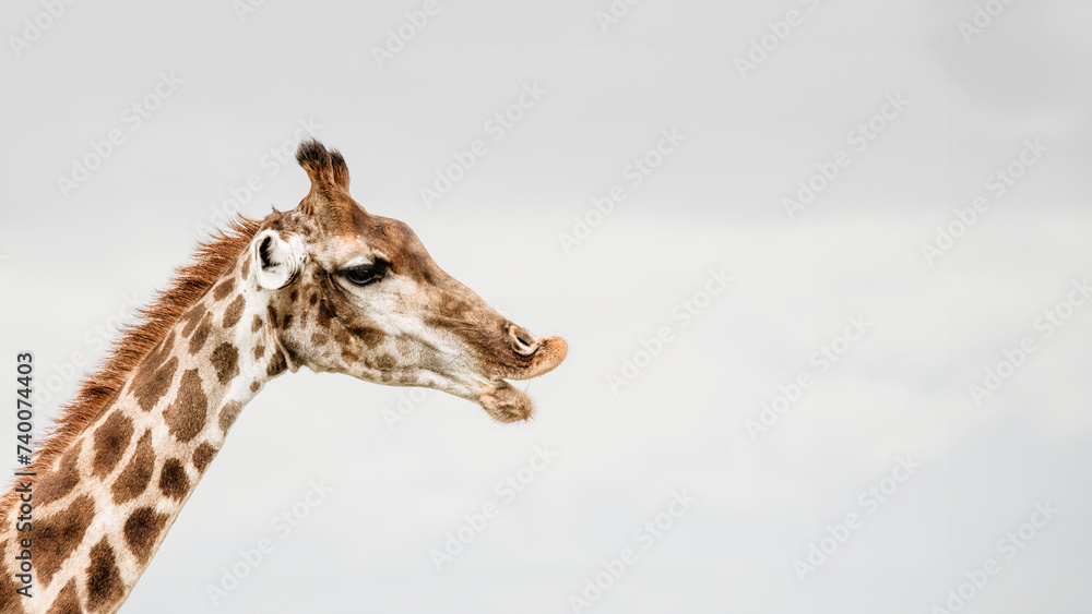 Φωτογραφία Giraffe Lipps
