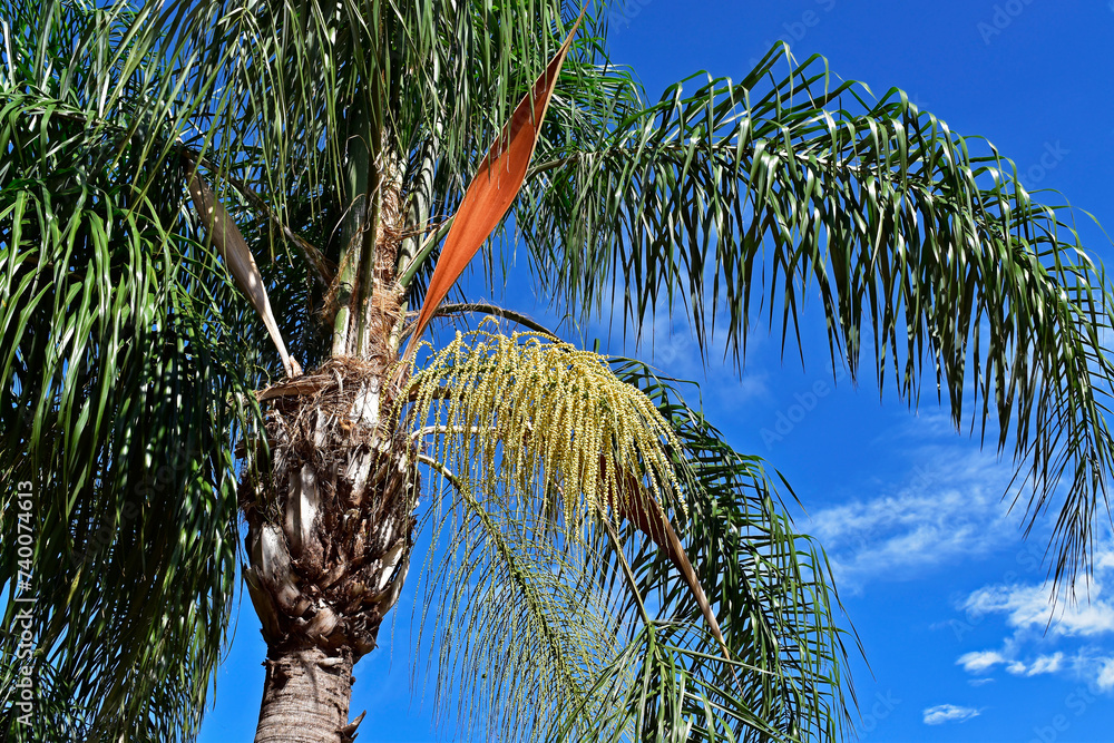 Ταπετσαρία Queen palm tree flower buds (Syagrus romanzoffiana)