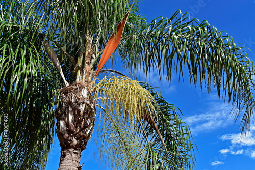 Queen palm tree flower buds (Syagrus romanzoffiana)  photo