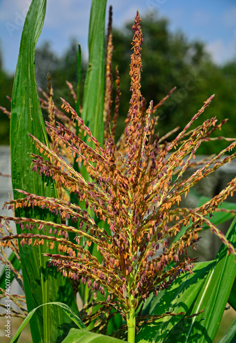 Kwiatostany męskie kukurydzy, kwiat męski z kłoskami, wiecha kwiatostanu, kukurydzy, male flower with spikelets, inflorescence panicle, male flowers make up inflorescence, Male flowers of maize plant 