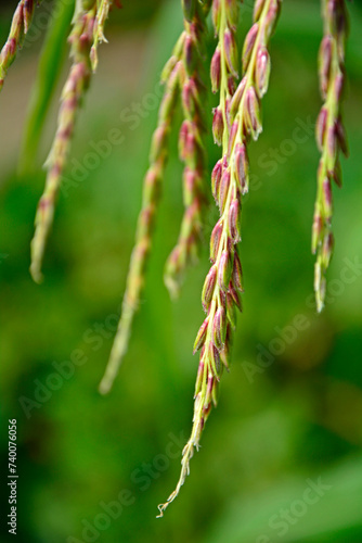 Kwiatostany męskie kukurydzy, kwiat męski z kłoskami, wiecha kwiatostanu, kukurydzy, male flower with spikelets, inflorescence panicle, male flowers make up inflorescence, Male flowers of maize plant 