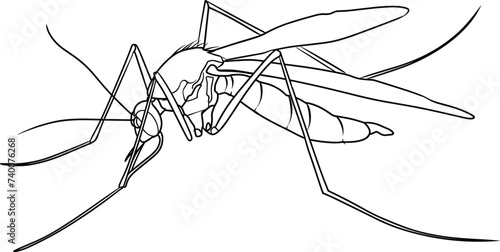 continuous single line drawing  of a mosquito photo