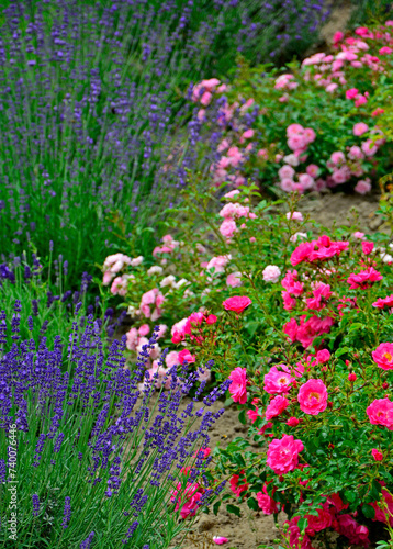 r    a i lawenda  lawenda w  skolistna - lavender   lavandula angustifolia  Rosa   r    owe r    e i fioletowa lawenda  pink garden roses  ogr  d kwiatowy 