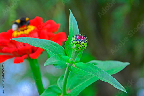 pączek kwiatowy cynii, czerwony kwiat cynii, Zinnia elegans, zinnia flower bud, closeup of zinnia bud, zinnia bud, trzmiel na cynii, bumblebee on zinnia 