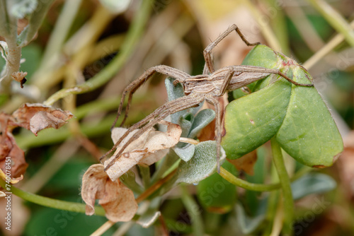 Nursery web spider, Pisaura mirabilis, walking on a green plant on sunny day photo