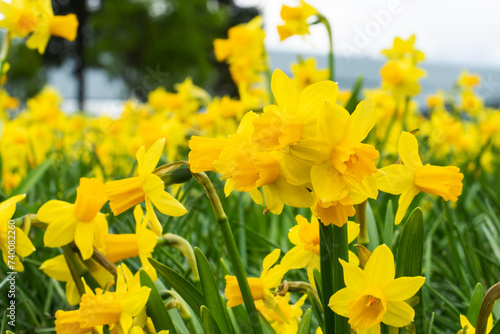 Beautiful narcissus yellow daffodils in the sun grow in the park