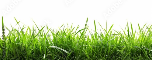 Fresh green grass isolated on a white or white background, panoramic view, Generative AI