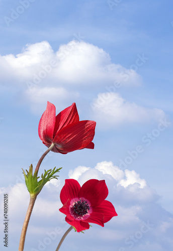 Red popy anemone flowers in spring