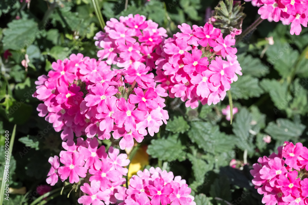 Beautiful Verbena Hybrida flowers in the park. Beautiful Verbena Hybrida flowers in the park.