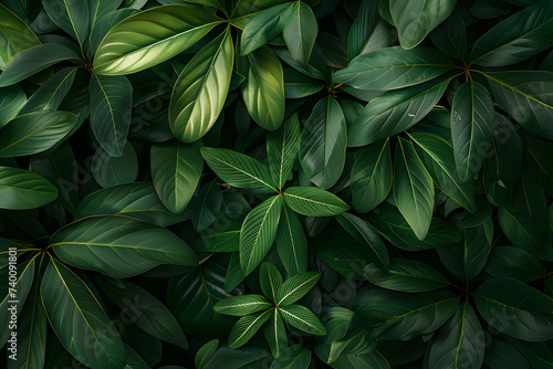 Close up group of background tropical green leaves © CHAYAPORN
