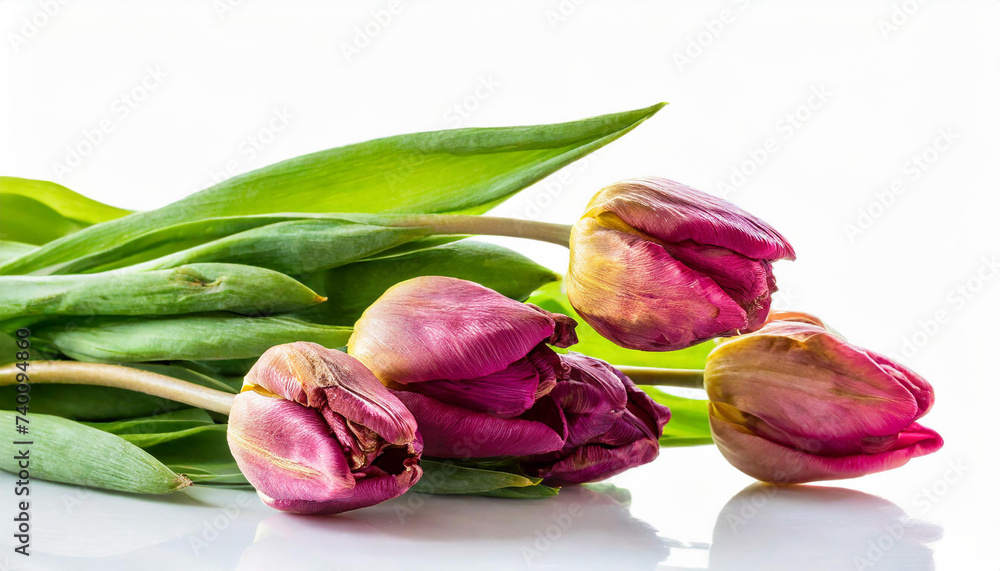 Wilted tulips isolated on white background Wilted tulips isolated on white background