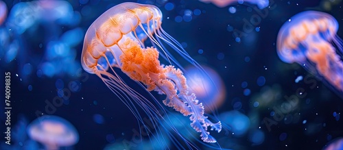 Several jellyfish gracefully swim in an aquarium, creating a mesmerizing sight.