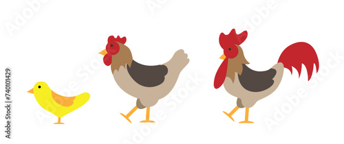Rooster Hen and Chicken Flat Style. Nature and domestic animals concept vector