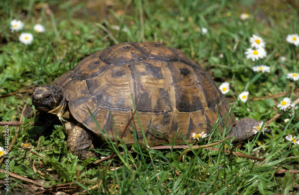 Tortue d'Hermann; testudo hermanni Tortue d'Hermann; testudo hermanni
