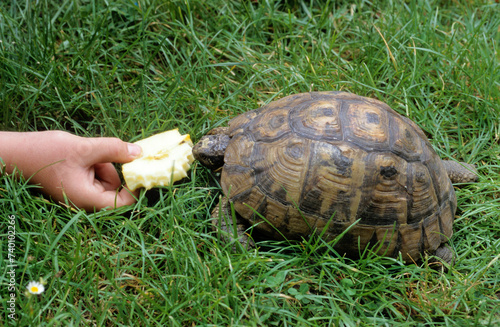 Tortue d'Hermann; testudo hermanni photo