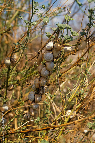 Foto Escargot du midi; helicella itala
