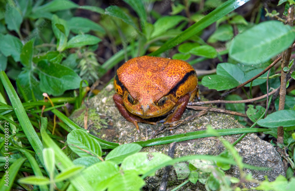 Fototapeta premium Crapaud rouge de Madagascar, Dyscophus antongilii, Madagascar