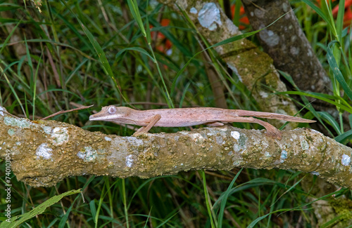 Gecko Rayé De Leaftail, Uroplatus, Madagascar photo