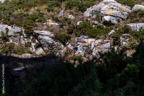 Gaviota en las Islas Cíes, Galicia. photo