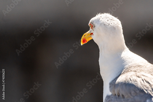 Gaviota en las Islas Cíes, Galicia. photo