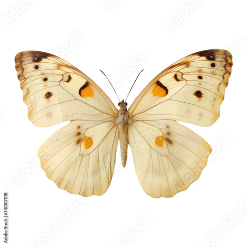 PNG Real Pressed butterfly flower animal insect.