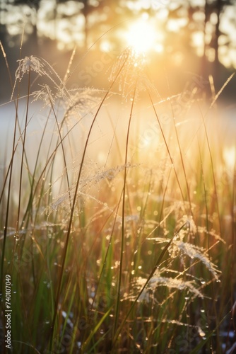 Sunlight filtering through grass in field, perfect for nature backgrounds