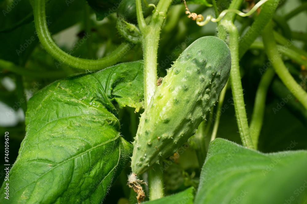 Bush cucumber plant growing in the home greenhouse Bush cucumber plant growing in the home greenhouse
