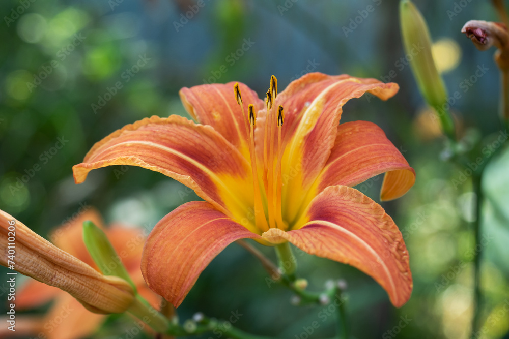 Beautiful yellow orange lily bloomed in the garden. Beautiful yellow orange lily bloomed in the garden.