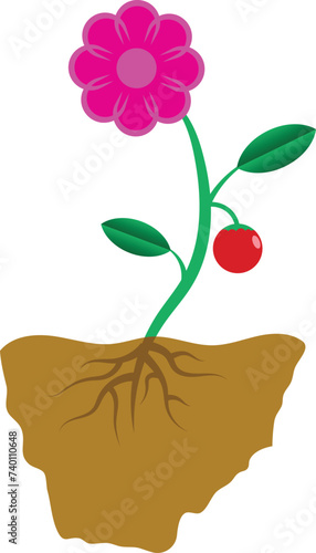 Parts of a Fruit Plant Simple Illustration Parts for Educational Purposes