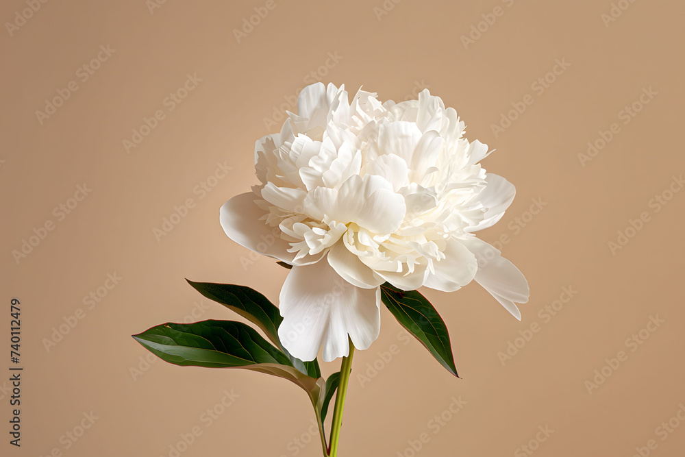 White peony flower isolated on beige background White peony flower isolated on beige background