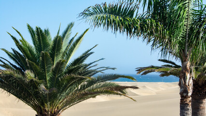 Leinwandbilder Dünen Palme in Maspalomas Dünen Gran Canaria  © Claudia Evans 
