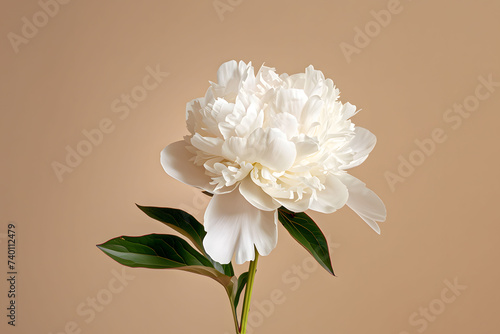 White peony flower isolated on beige background © CHAYAPORN