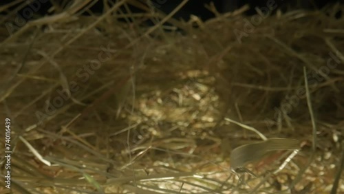 Wallpaper Mural Closeup of a needle in haystack. Macro photography. Torontodigital.ca