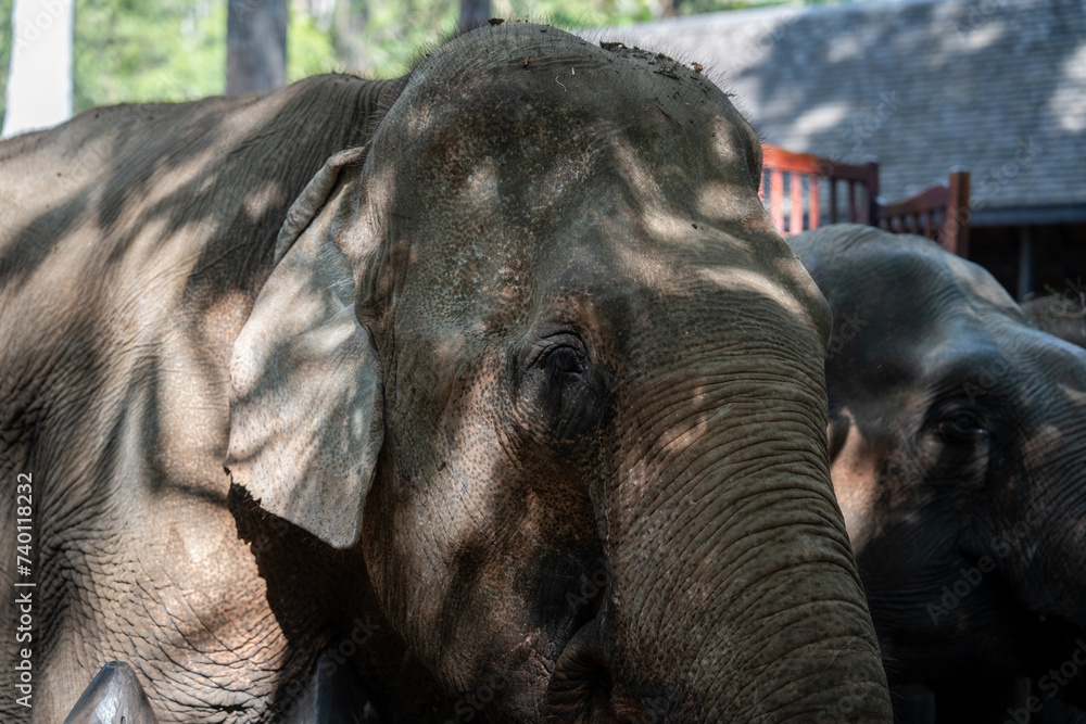 Fototapeta premium A portrait of an Asian elephant taken in Luang Prabang, Southeast Asia.