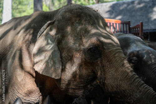 A portrait of an Asian elephant taken in Luang Prabang  Southeast Asia.