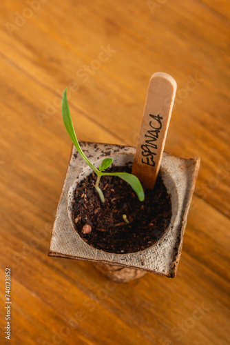 one seedling spinach plant on home made sowing pot for indoow gardening photo