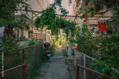 Summer blooming yard in res...