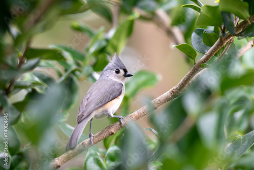 Tufted Titmouse Perched near bird feeder looking forward	
 photo