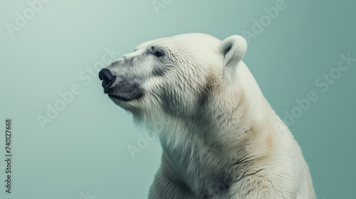 Studio photo of a polar bear photo