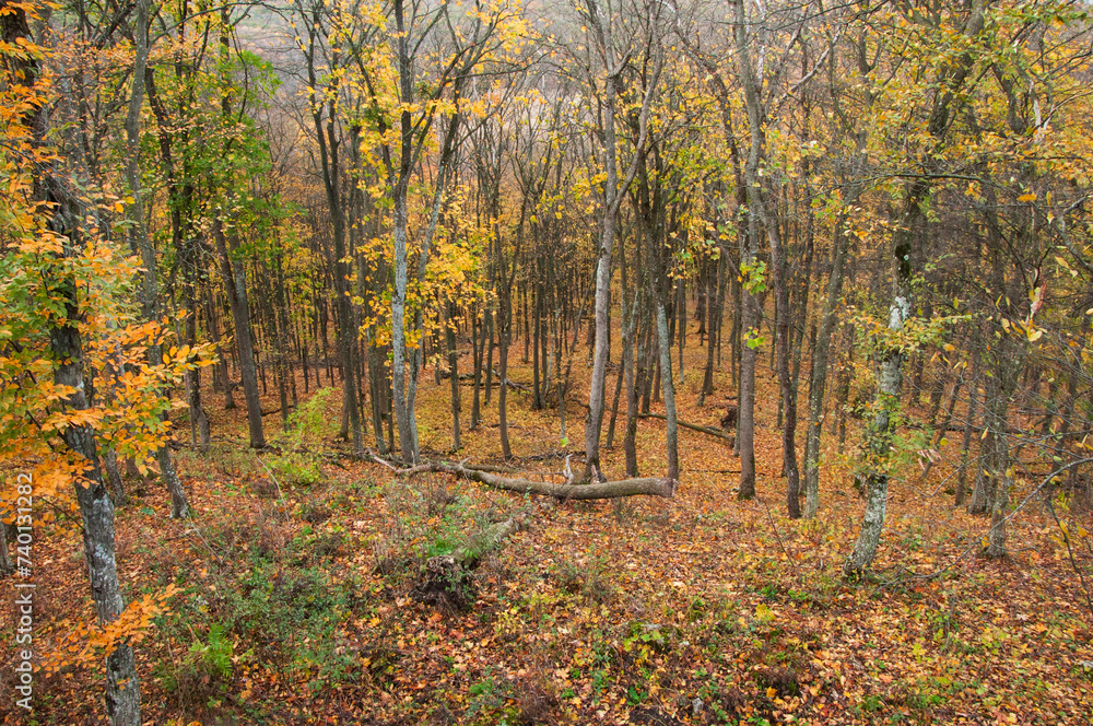 Fototapeta premium tree trunks deep in the forest in autumn. panoramic view of a beautiful mixed forest 