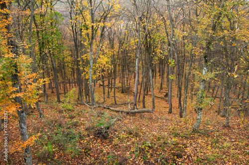 tree trunks deep in the forest in autumn. panoramic view of a beautiful mixed forest 