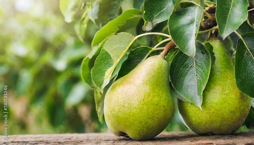 Pear tree branch on wooden table, fruit orchard background Pear tree branch on wooden table, fruit orchard background
