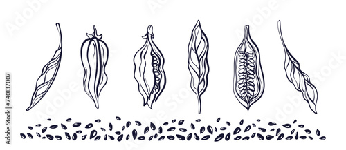 Sesame plant, seed set. Hand drawn food ingredient