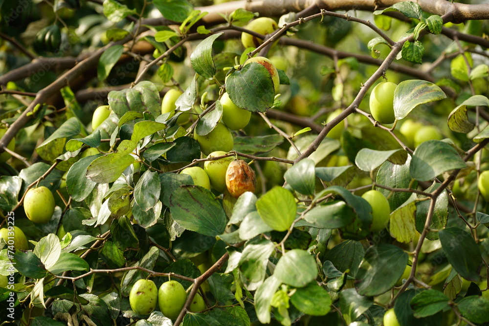 Close-up of Jujube fruit - Ziziphus mauritiana Close-up of Jujube fruit - Ziziphus mauritiana