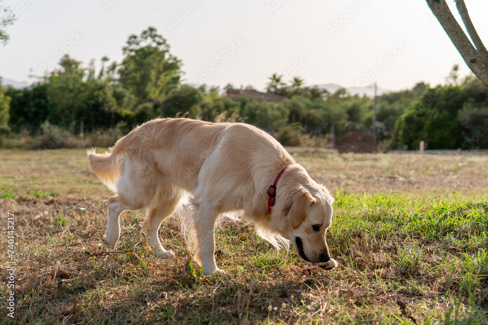 Young Golden Retriever Dog Sniffing In The Grass