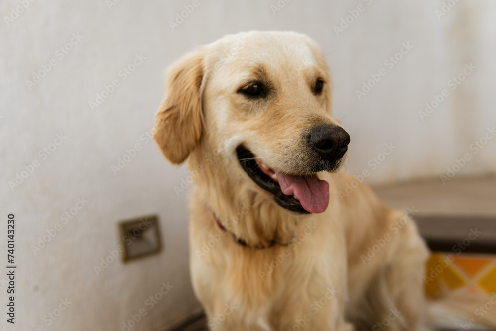 Close Up Of Young Golden Retriever Dog