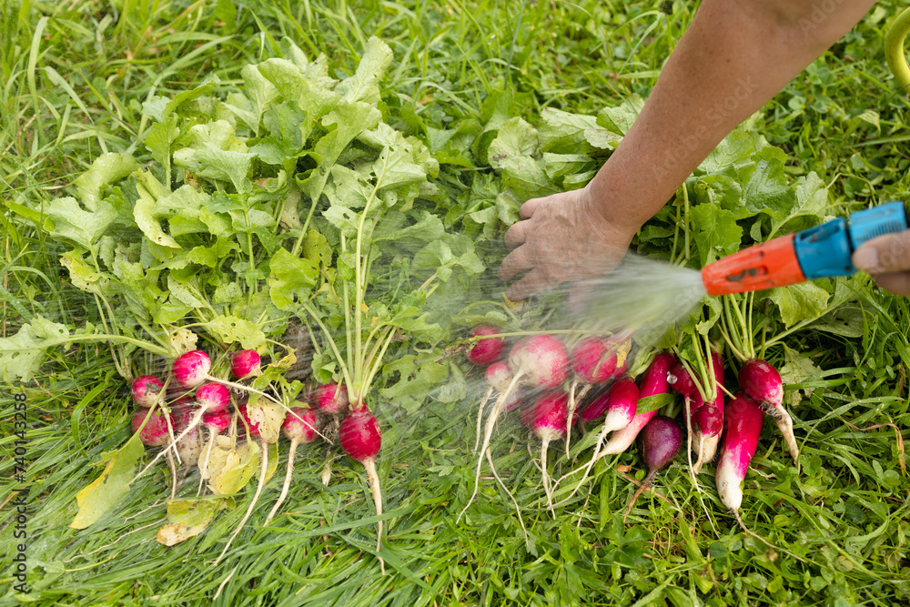 Fototapeta premium Washing fresh radish with water from tap on agriculture field. Harvest organic red radish vegetables. Agriculture Industry. Crops organic farm. Producing food 