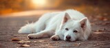 An adorable white dog peacefully rests on the ground, showcasing its graceful demeanor.