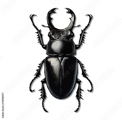 beetle isolated on white background