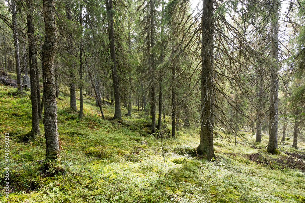 An old-growth coniferous forest growing on a slope in Närängänvaara near Kuusamo, Northern Finland An old-growth coniferous forest growing on a slope in Närängänvaara near Kuusamo, Northern Finland